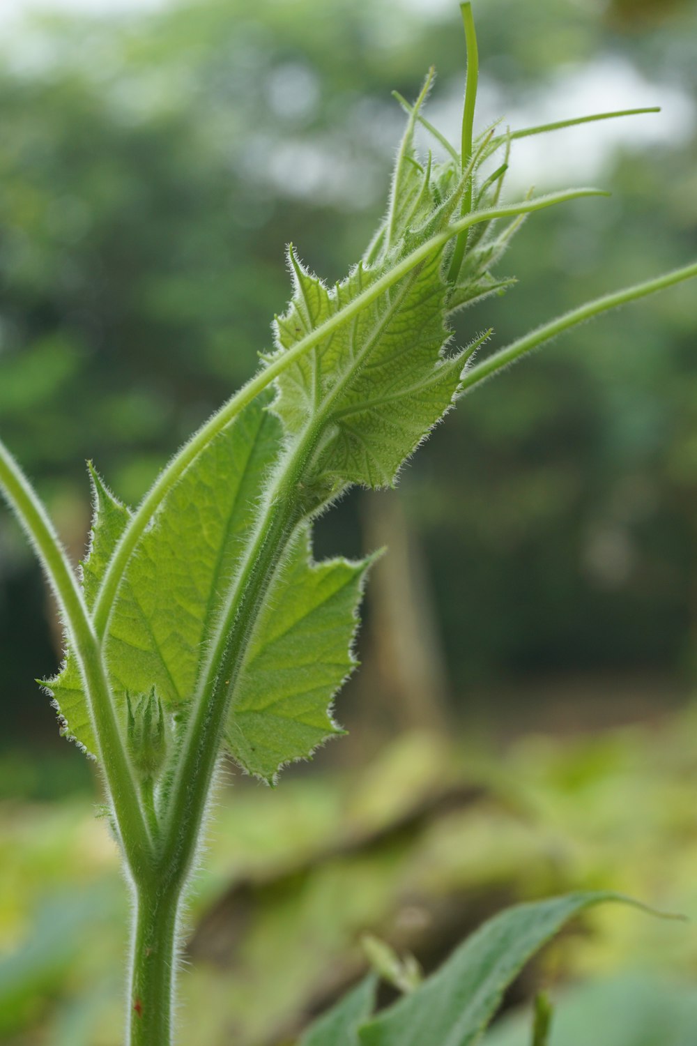 a close up of a green plant with leaves