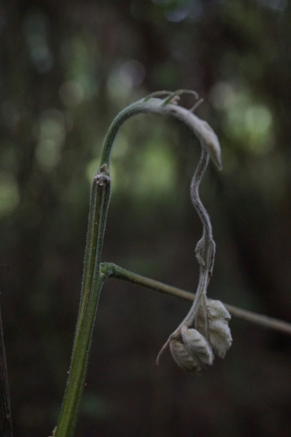 a close up of a flower on a plant