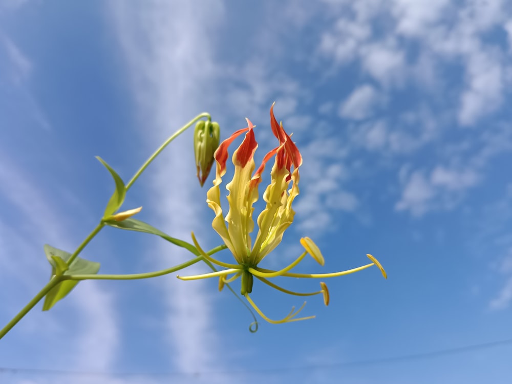 a yellow and red flower with a blue sky in the background