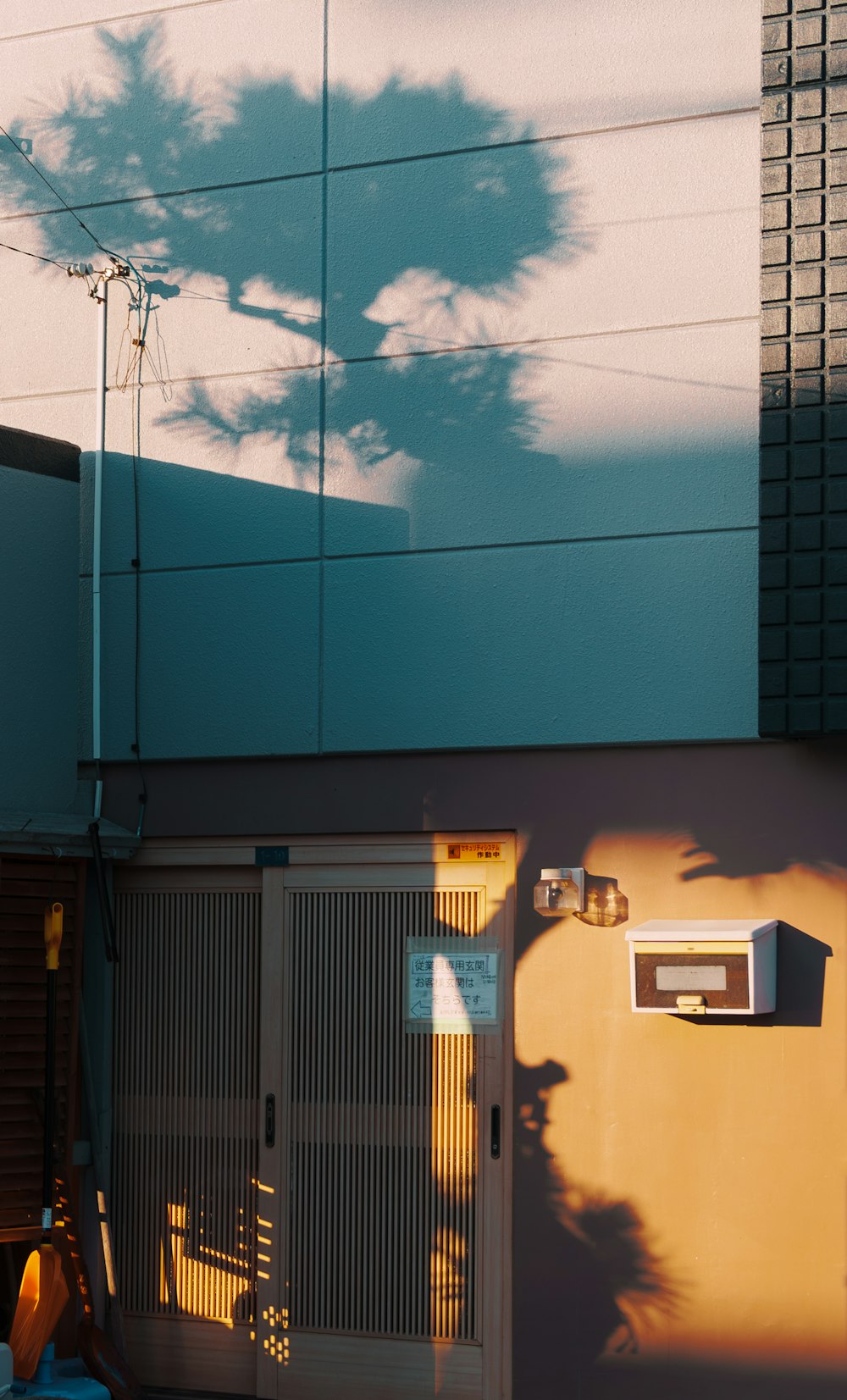 a shadow of a tree on the side of a building