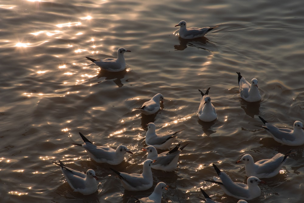 a flock of ducks floating on top of a lake