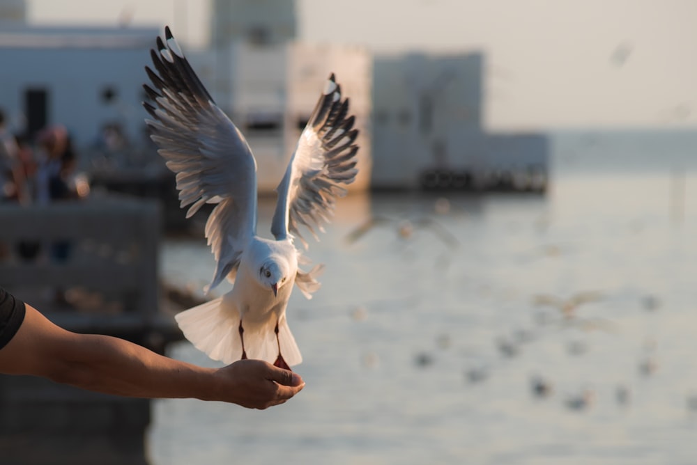 a person holding a seagull in front of a body of water