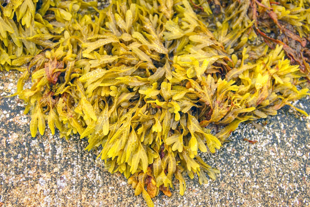 a close up of a bunch of seaweed on the ground