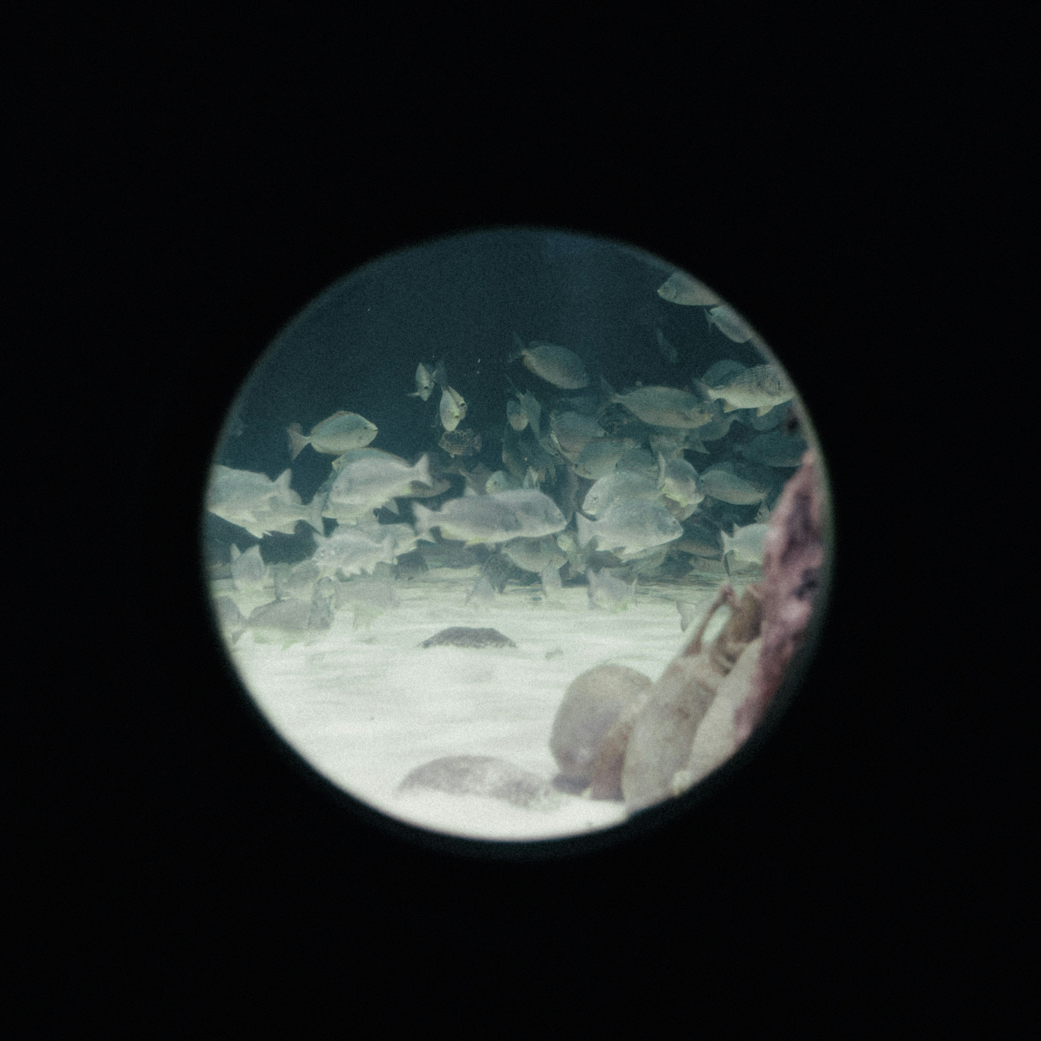eine Gruppe von Fischen, die in einem Aquarium schwimmen