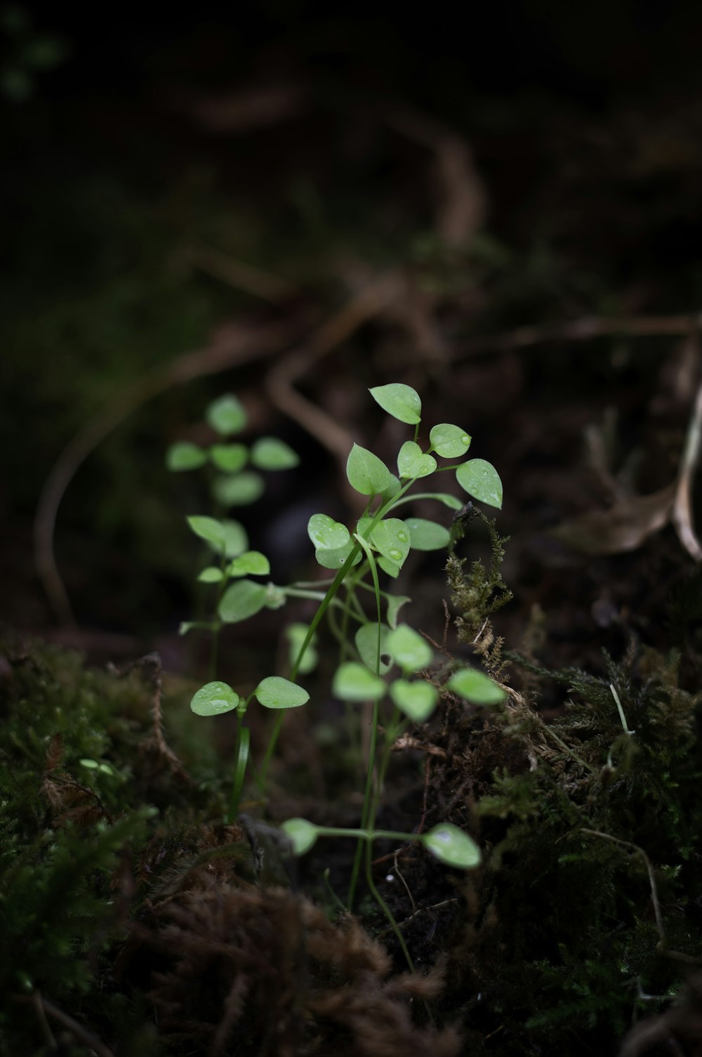 a small plant sprouts out of the ground