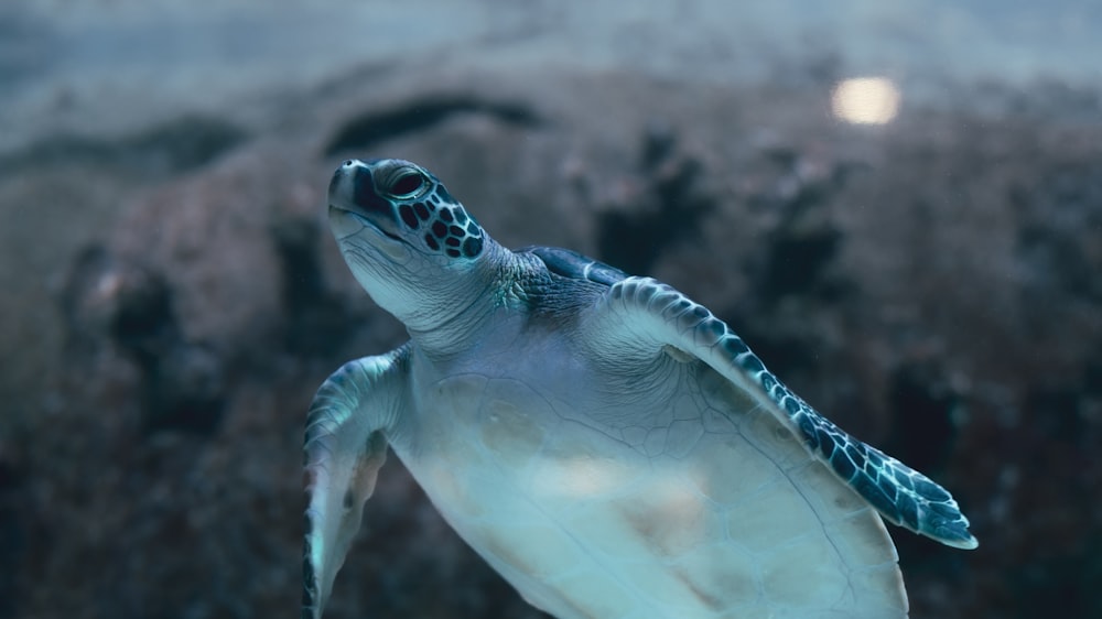 a close up of a turtle swimming in an aquarium