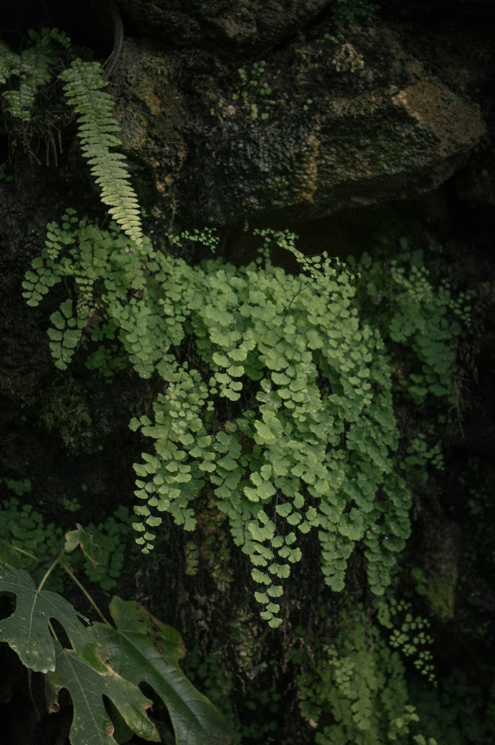 a green plant growing on a rock wall