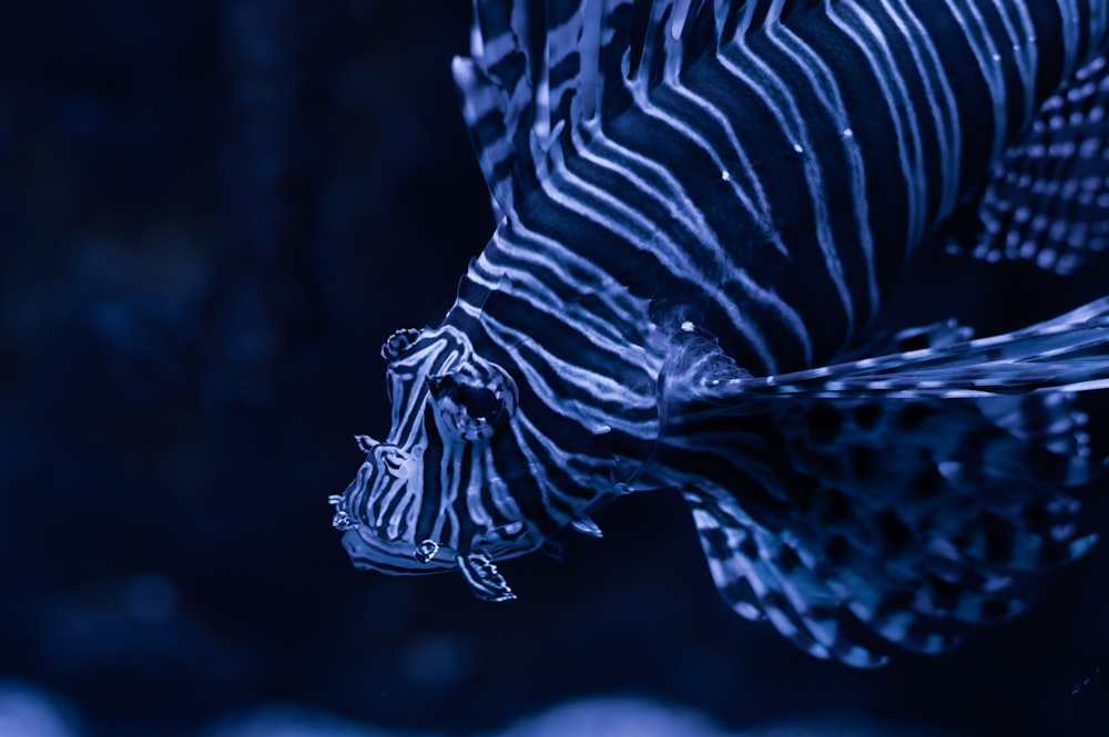 a close up of a zebra fish in the water