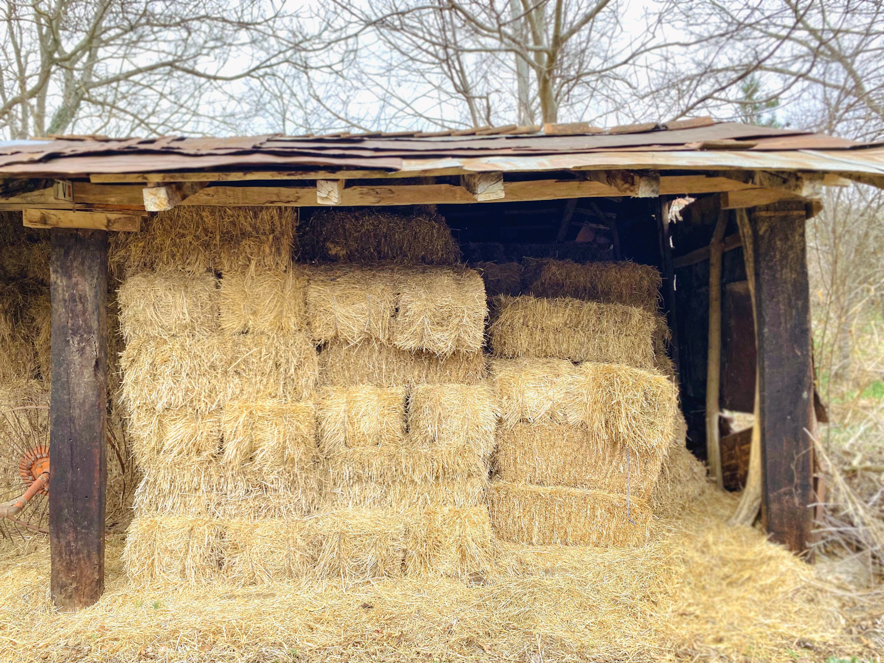 An open-sided wooden shed stacked with square hay bales, with loose straw on the ground in front