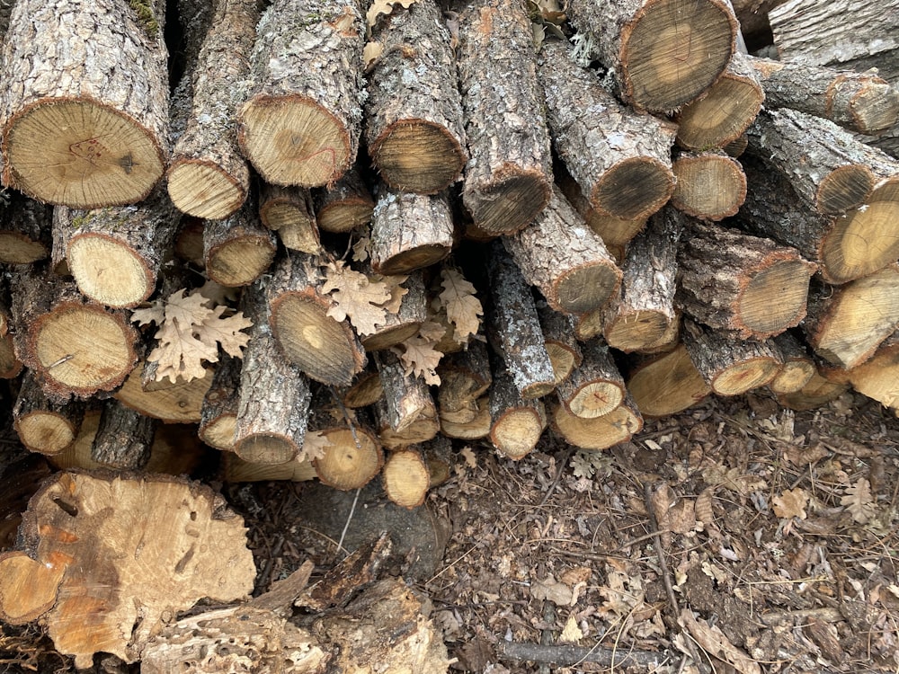 a pile of logs sitting on top of a forest floor