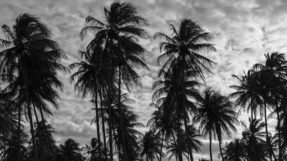 a black and white photo of palm trees