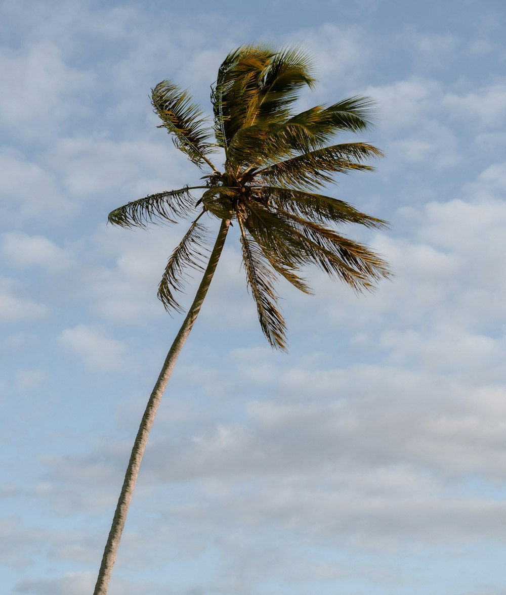 a palm tree blowing in the wind on a cloudy day