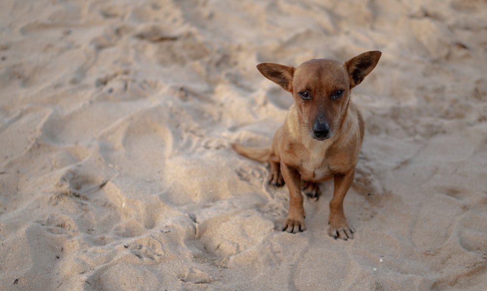 a small brown dog sitting on top of a sandy beach