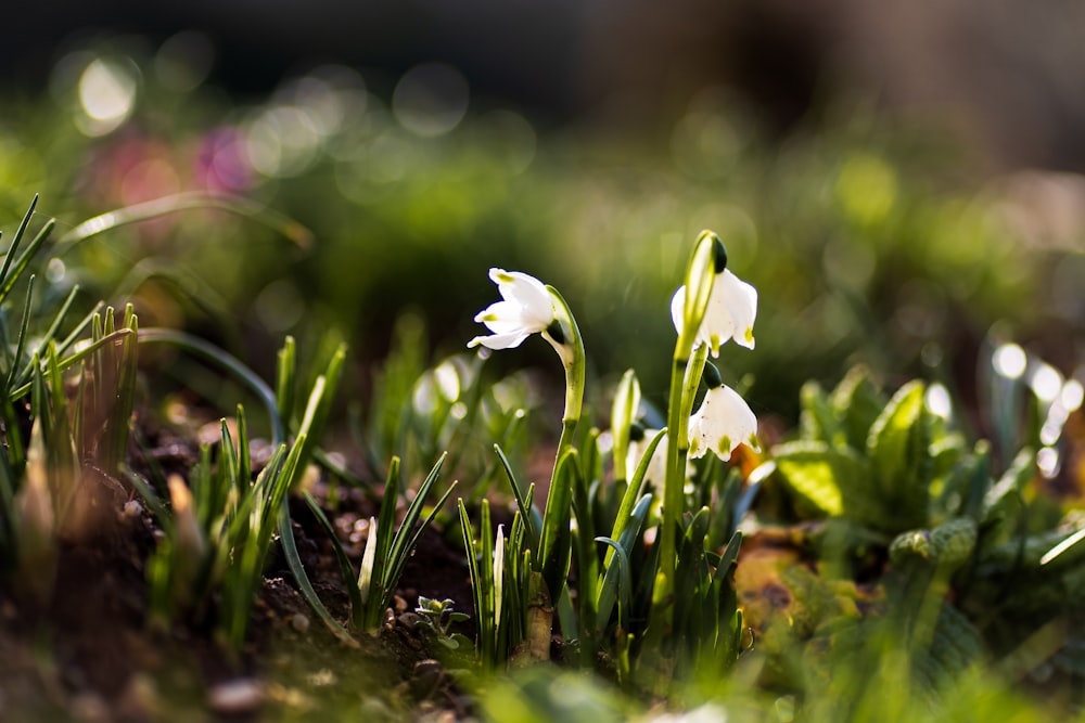 a close up of some white flowers in the grass