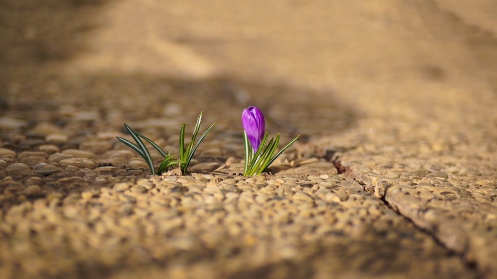 a single purple flower is growing out of a crack in the ground