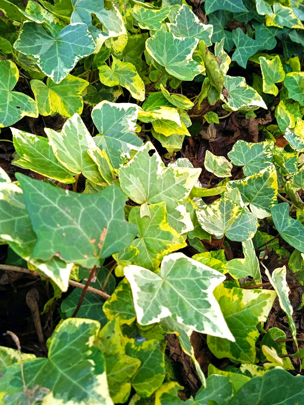 a close up of a bunch of leaves on a plant