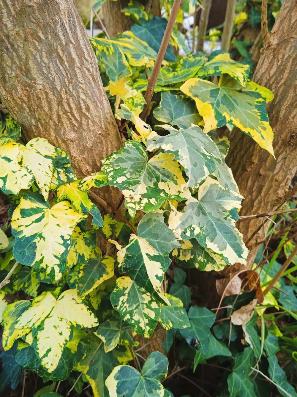 a green and yellow plant growing next to a tree