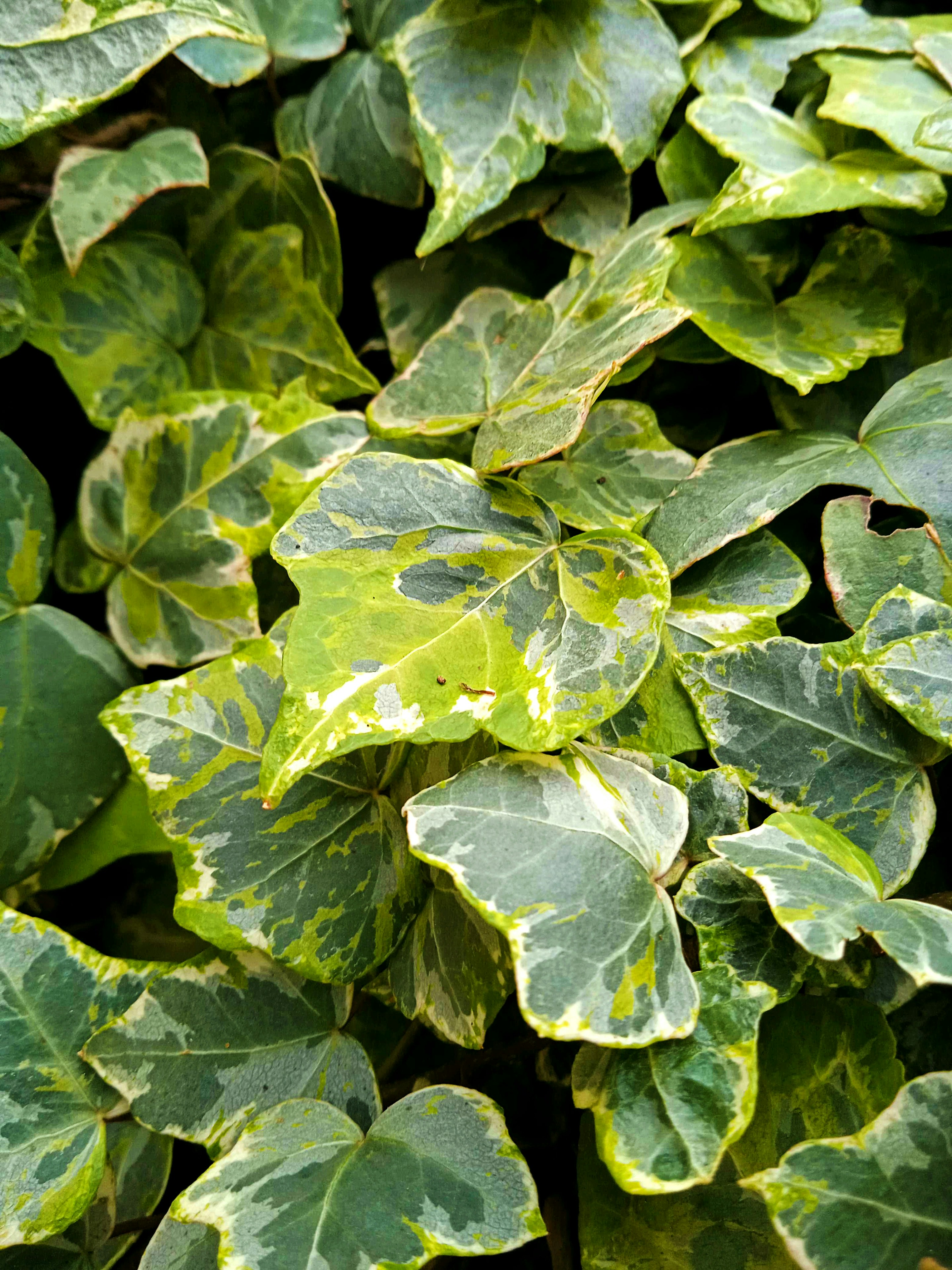 Photo by daisy_v_ramien