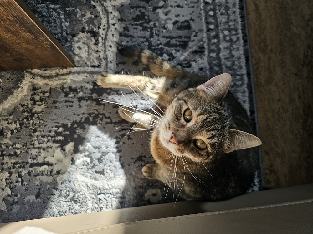 a cat laying on the floor looking up