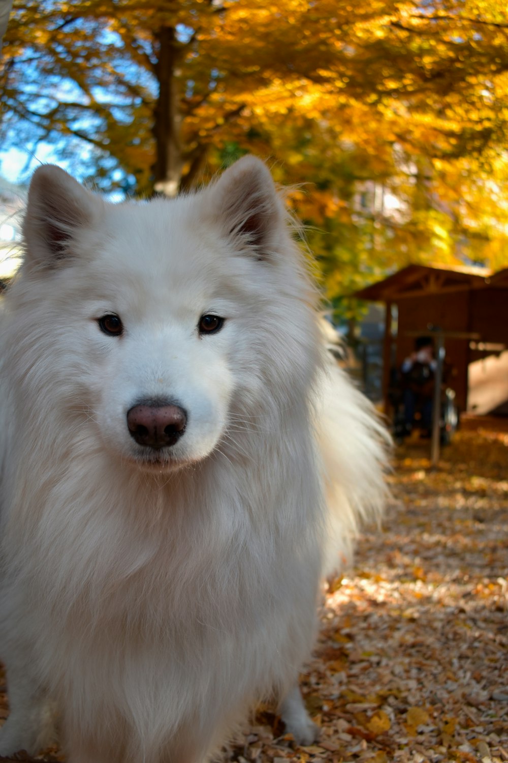 a white dog standing on top of a leaf covered ground