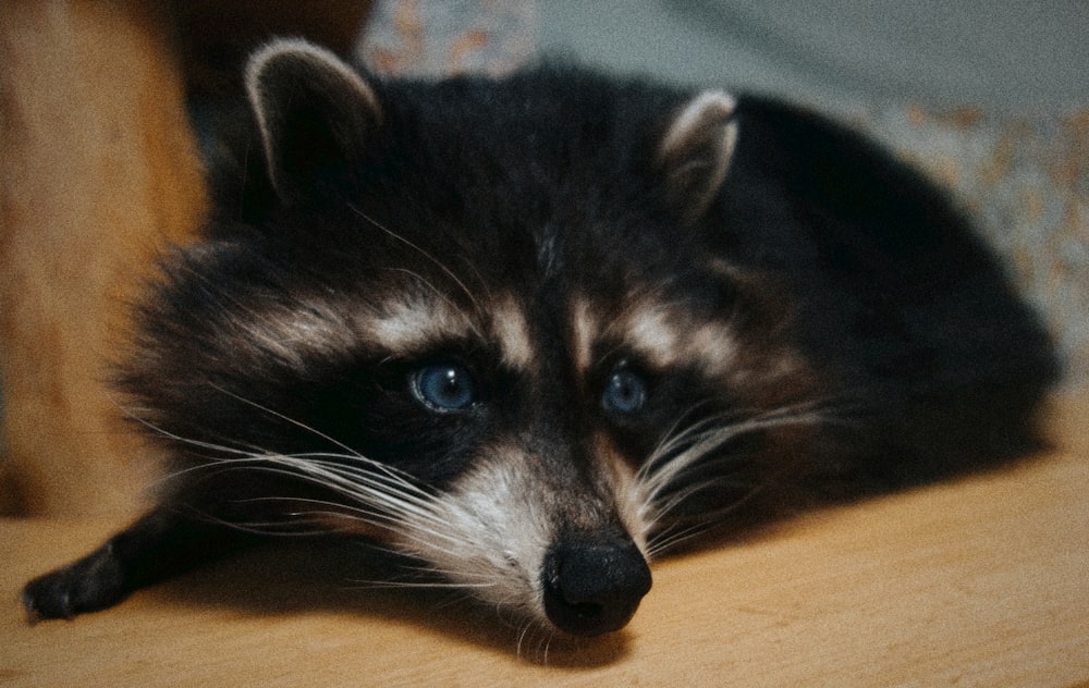 a close up of a raccoon laying on a table