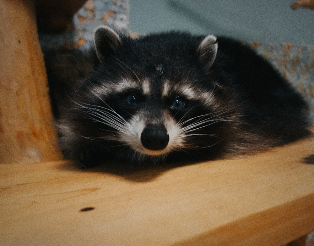 a raccoon sitting on top of a wooden shelf