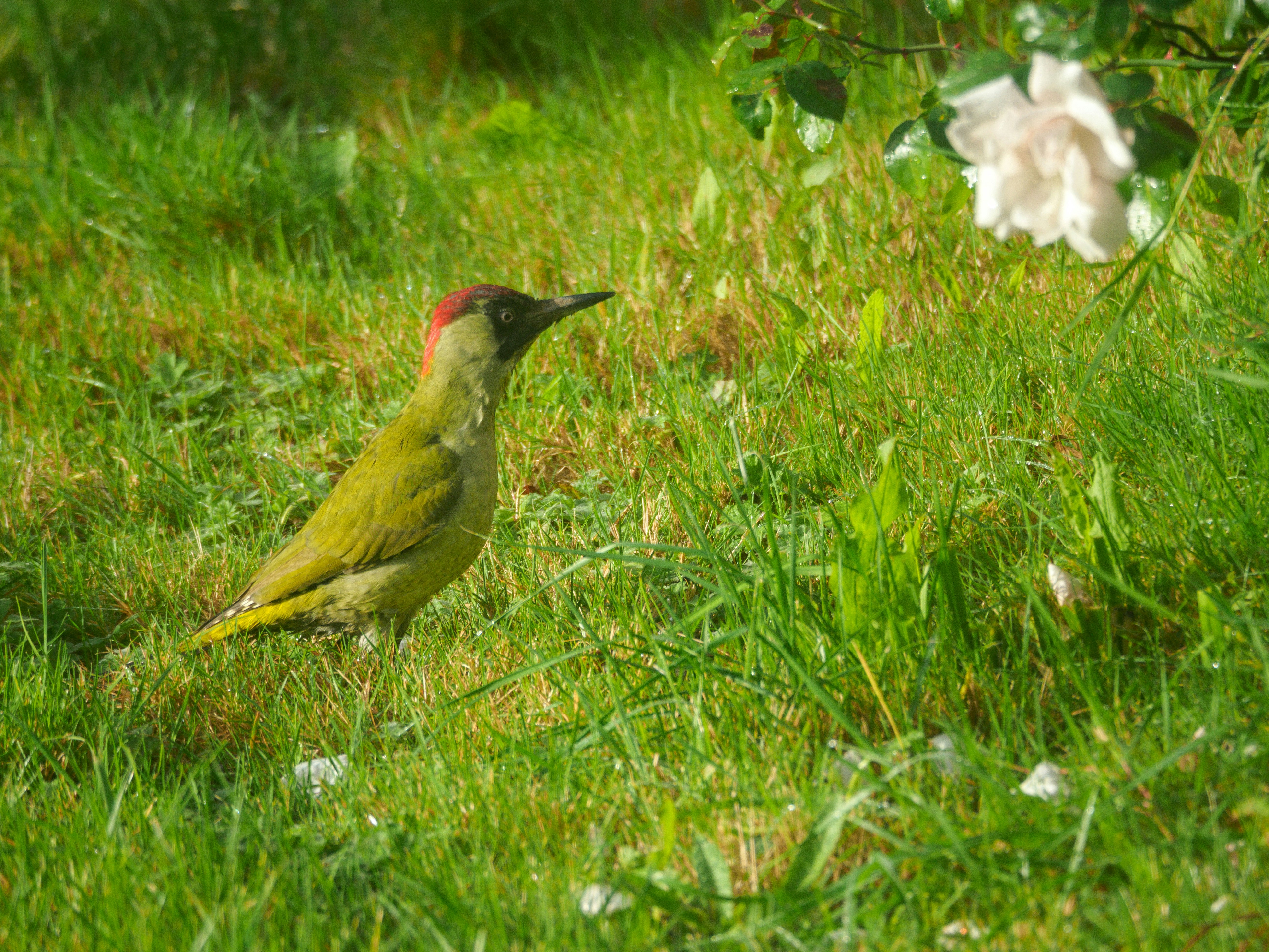 Photo by brett_jordan