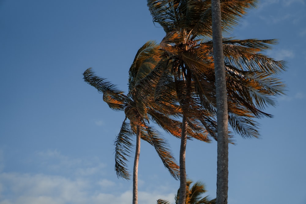 a group of palm trees blowing in the wind