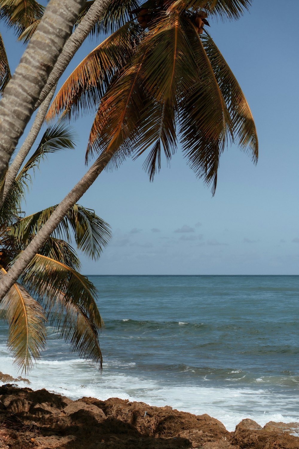 a view of a beach with palm trees and the ocean