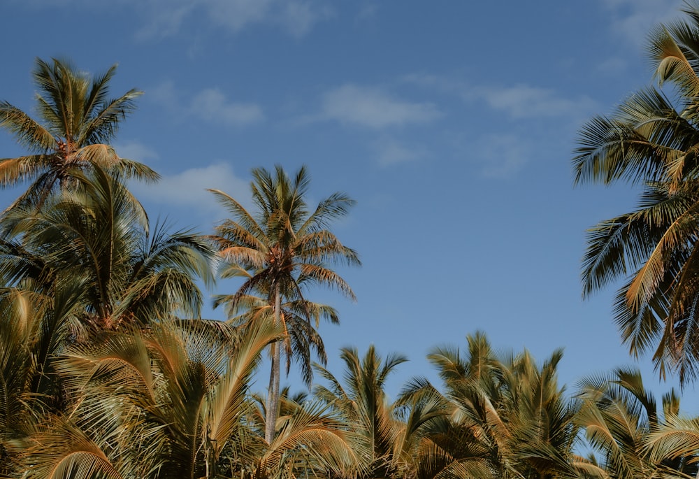 a group of palm trees with a blue sky in the background