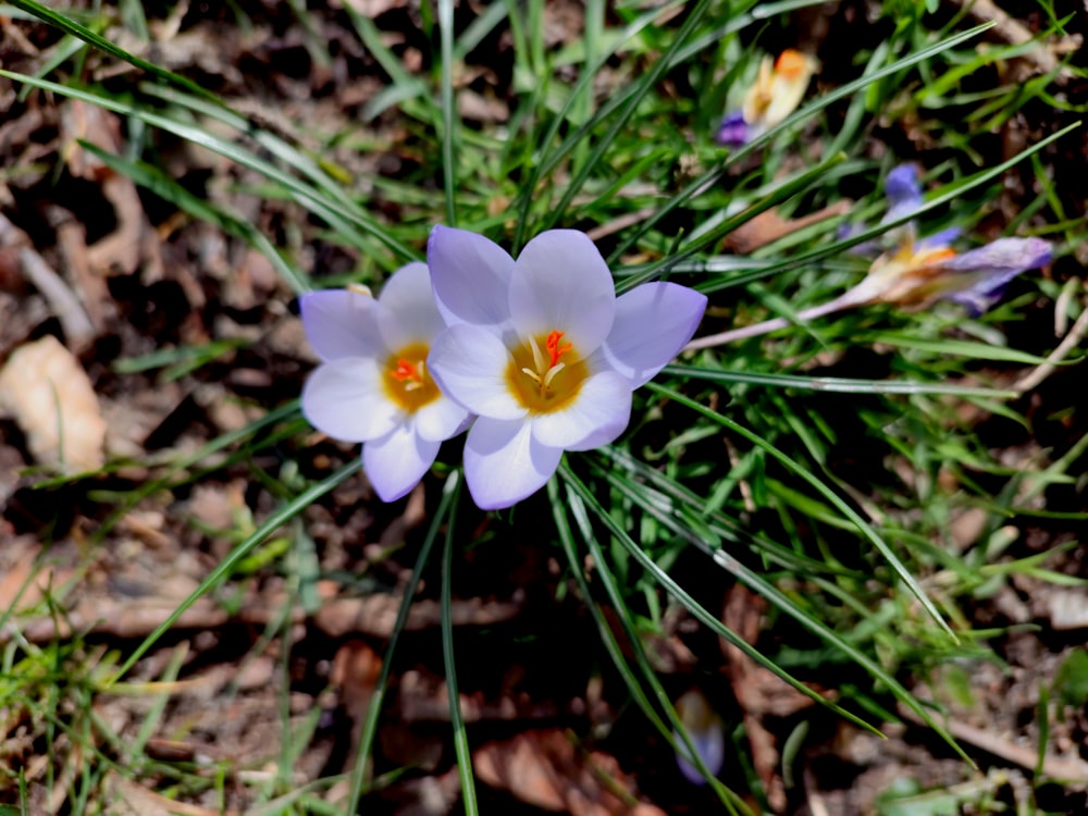 a couple of white flowers sitting on top of a lush green field