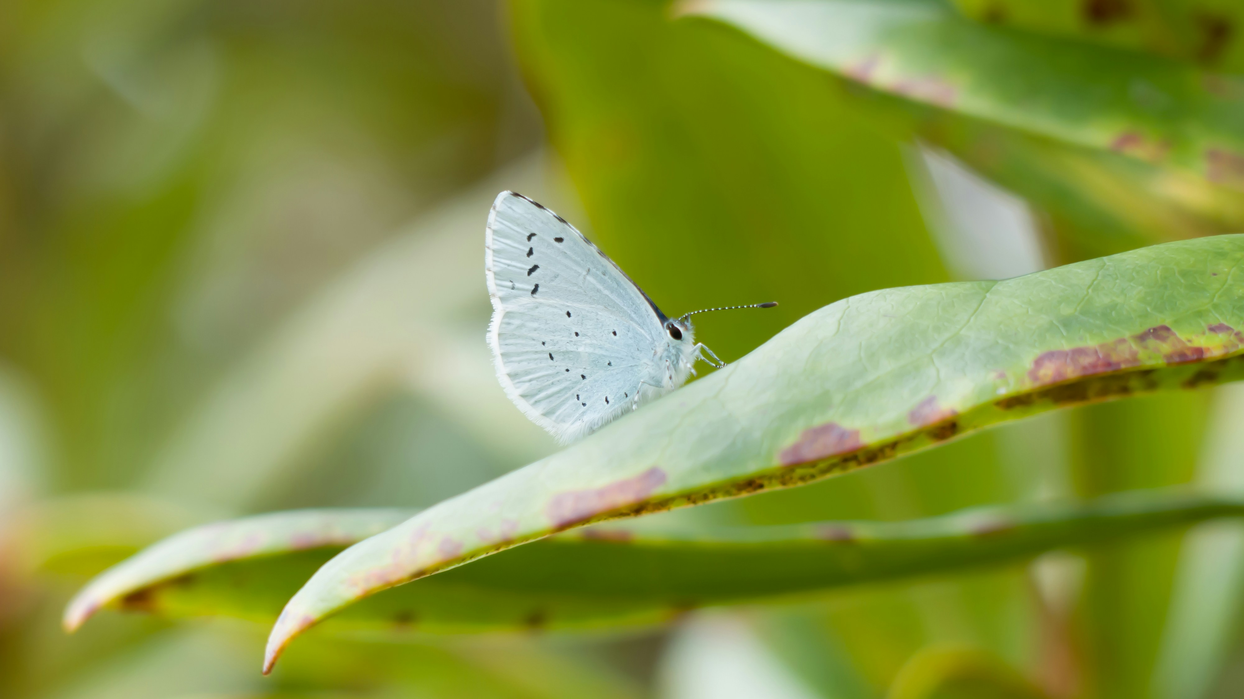 a white butterfly sitting on top of a green leaf