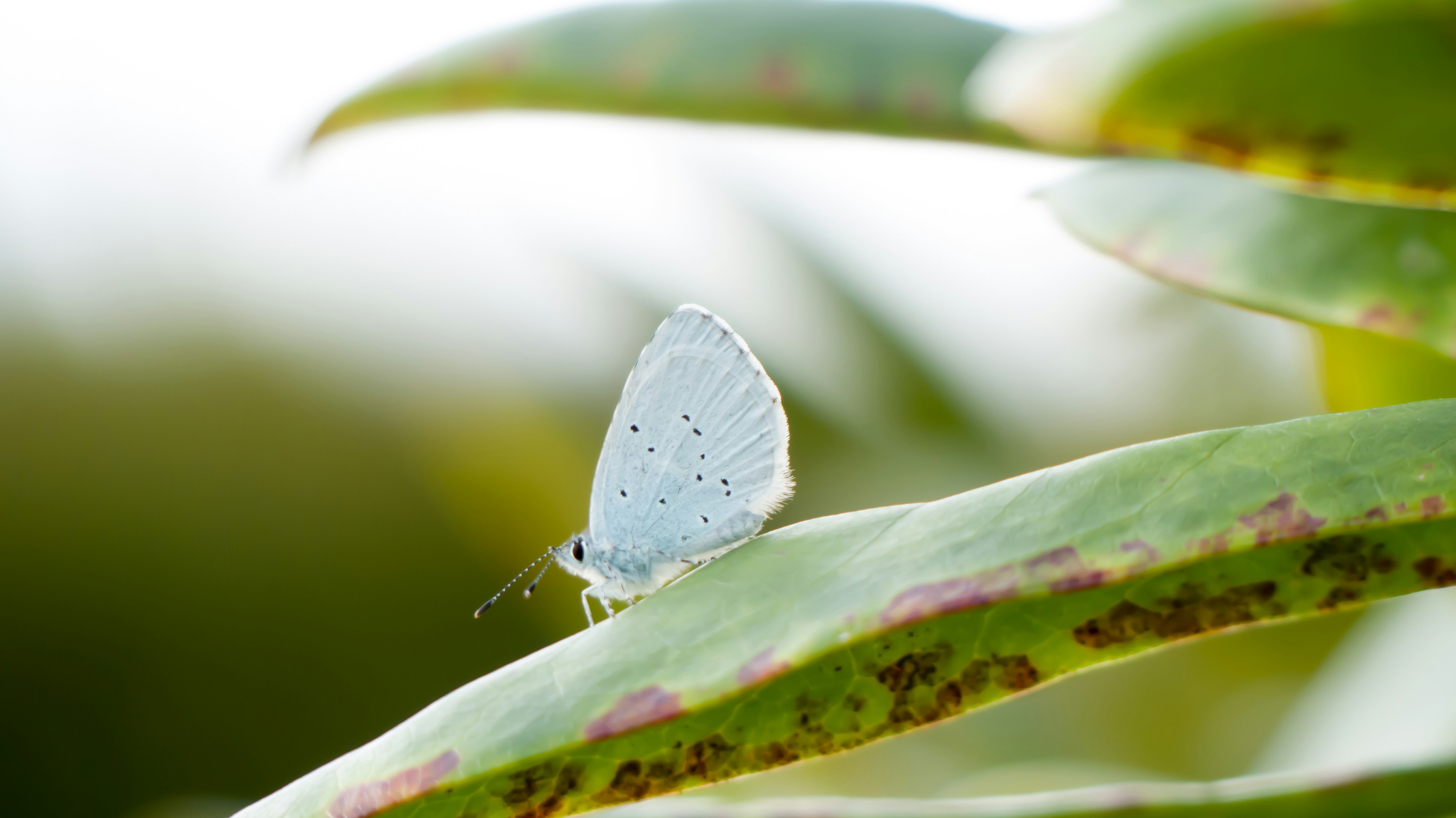 a blue butterfly sitting on a green leaf