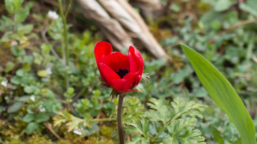 a single red flower in the middle of a field
