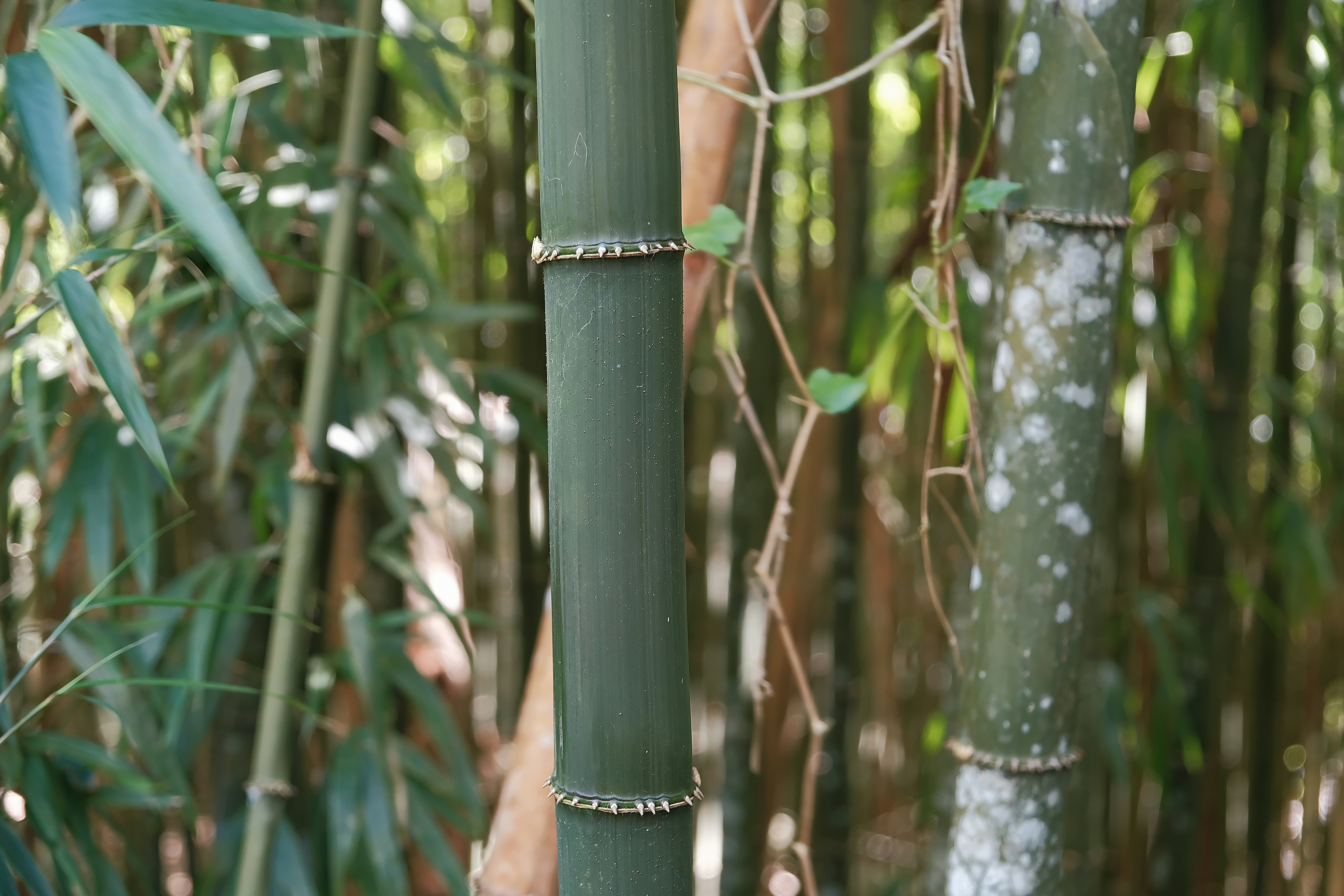 Square bamboo: round to the eye, square to the touch.
