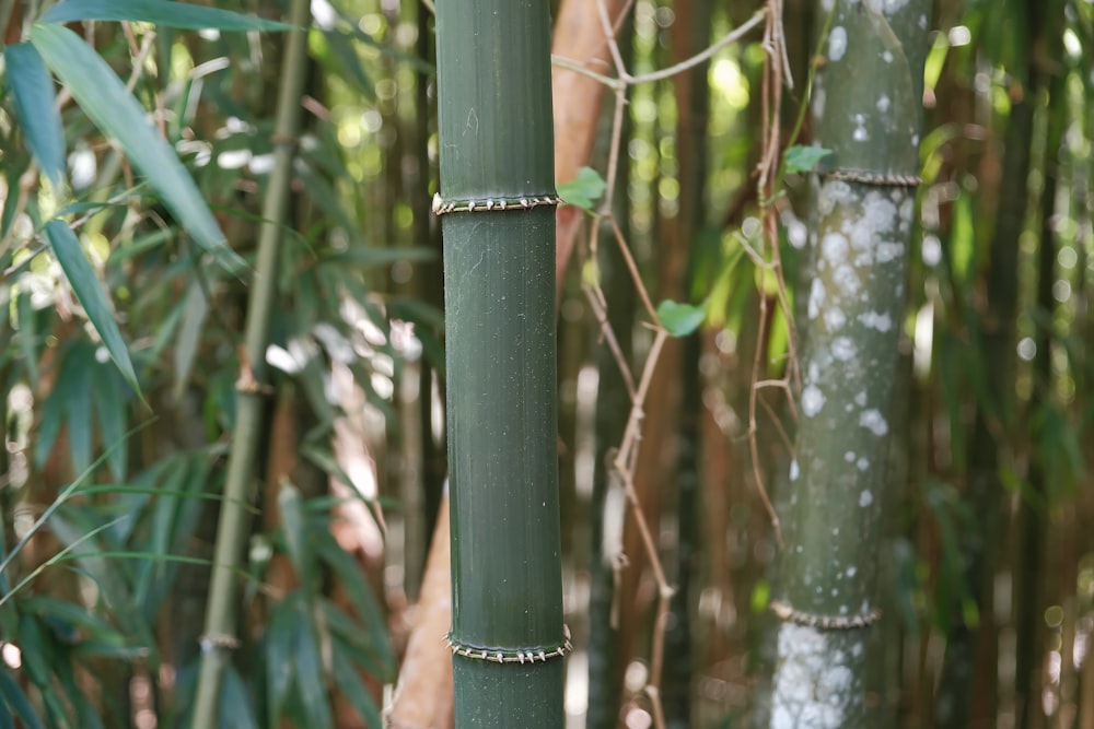 a tall bamboo tree with lots of green leaves