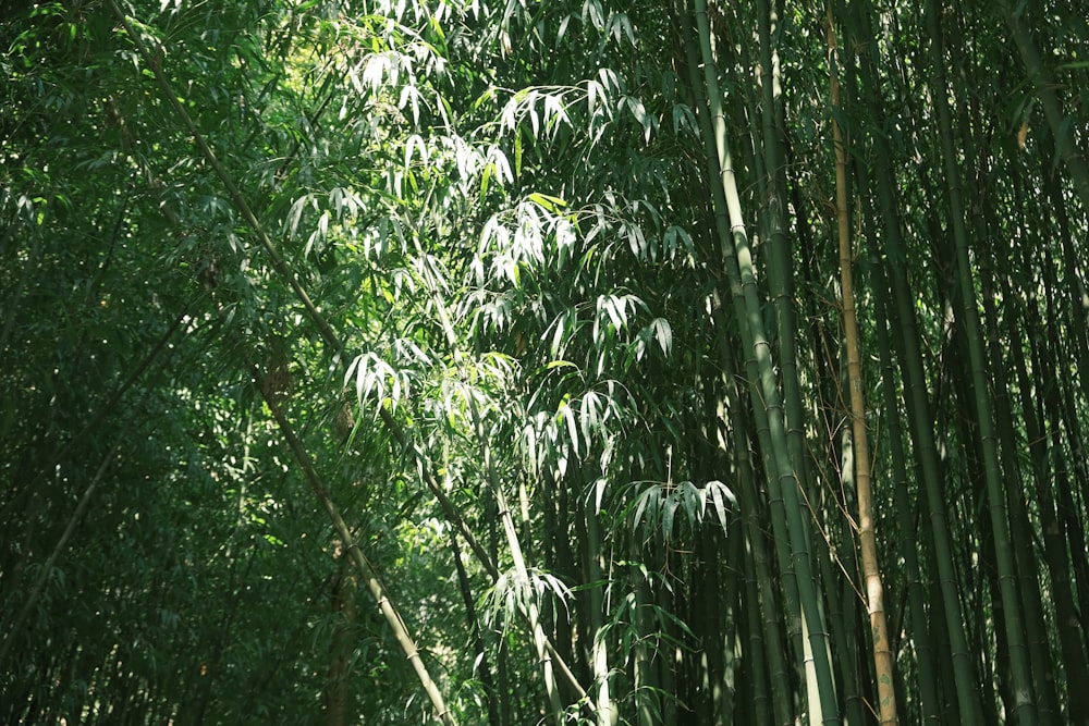 a lush green forest filled with lots of trees