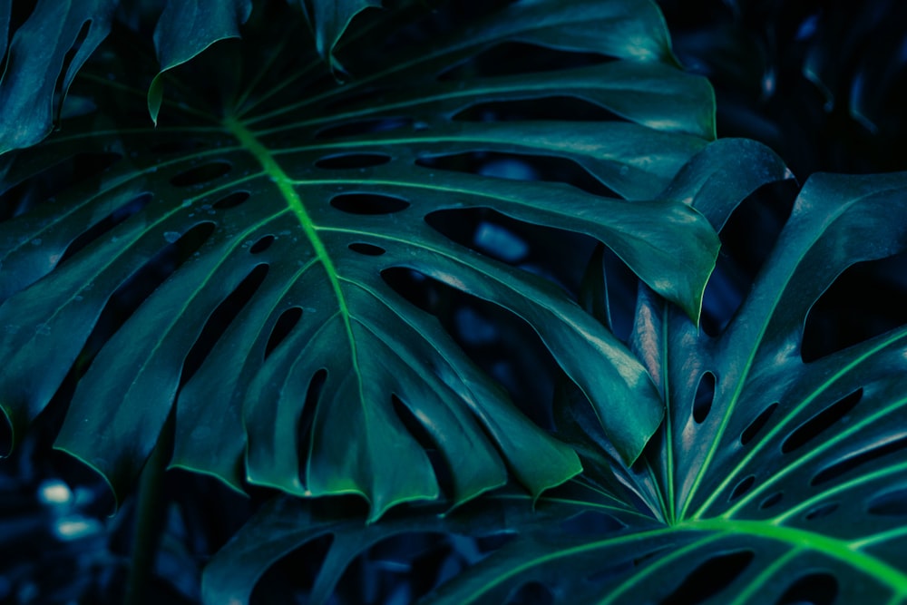 a close up of a large green leaf