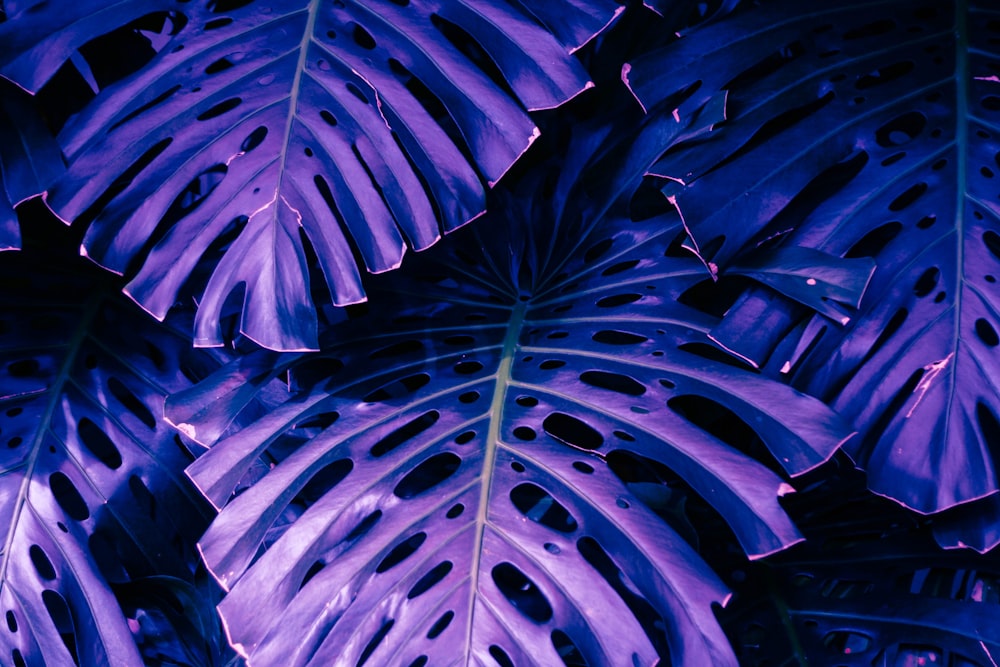 a close up of a purple plant with lots of leaves