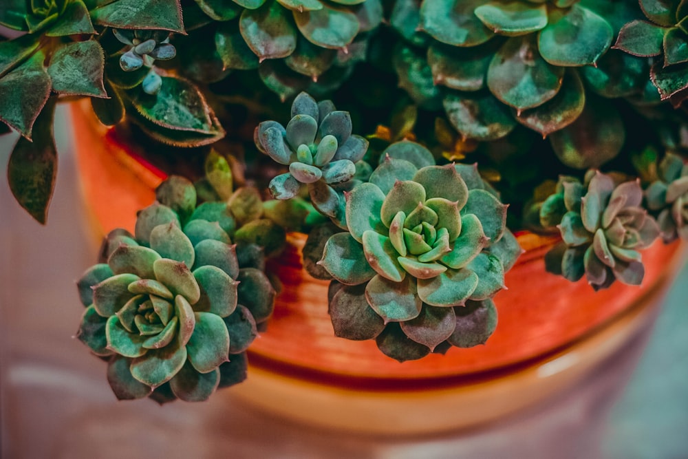 a close up of a potted plant on a table
