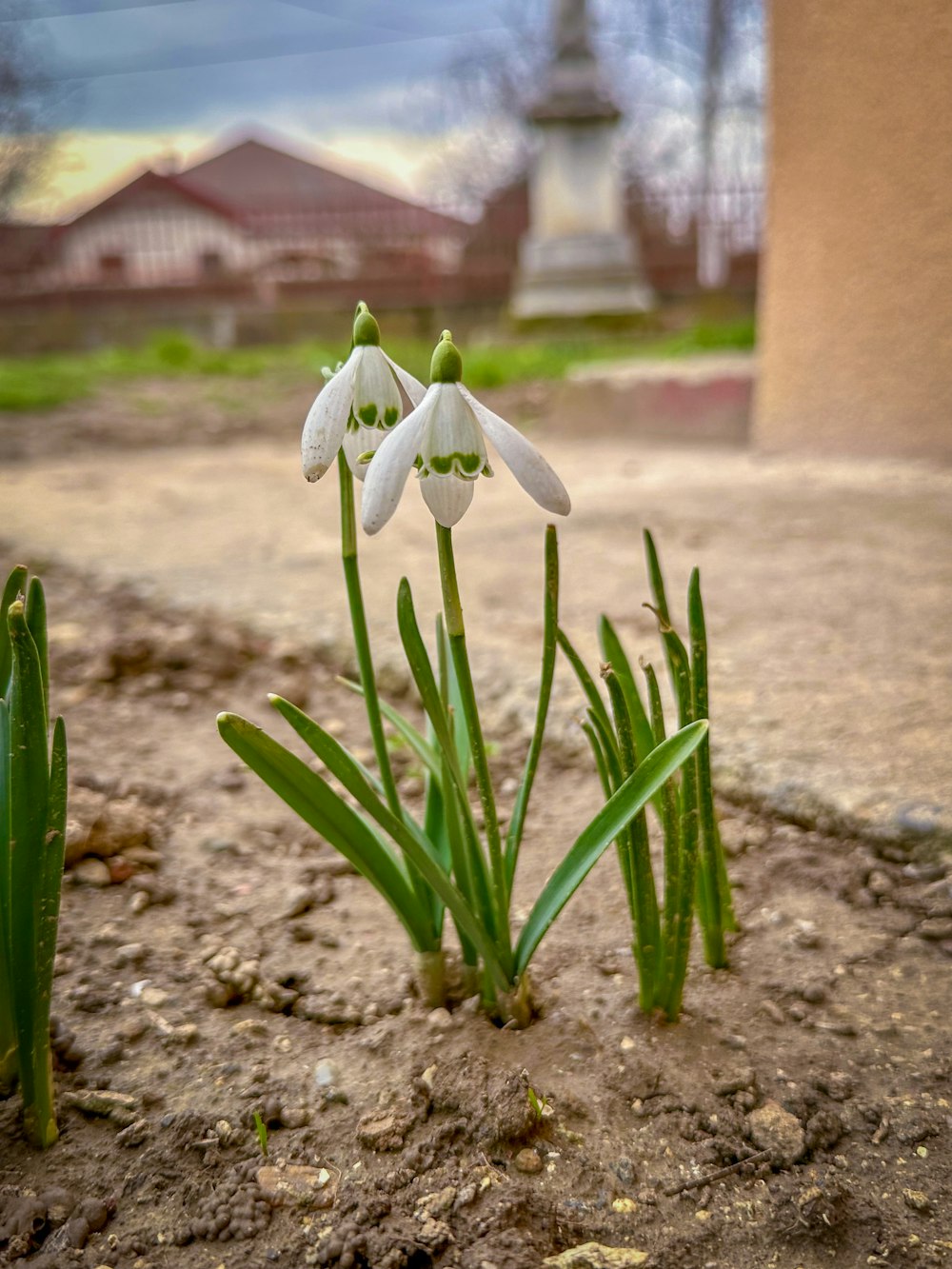 a couple of flowers that are in the dirt