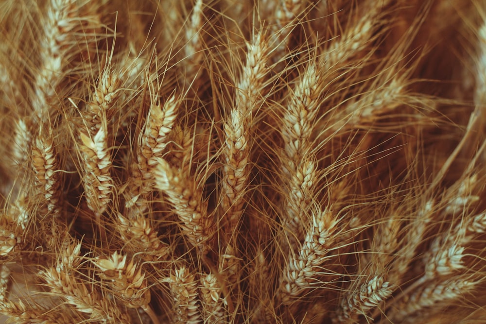 a close up of a bunch of wheat