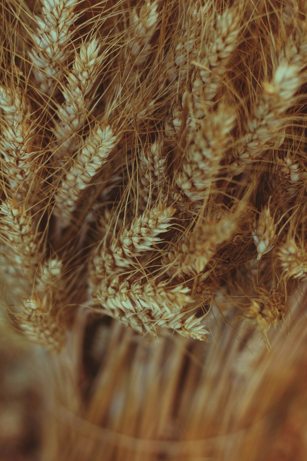 a close up of a bunch of wheat