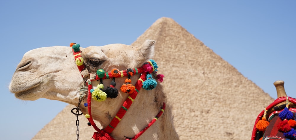 a close up of a camel near a pyramid