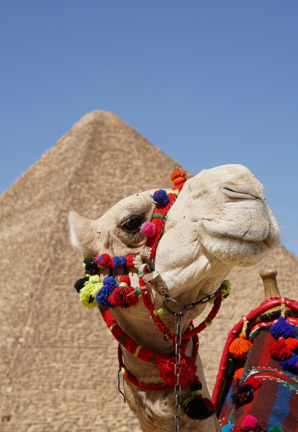 a camel with a saddle in front of a pyramid