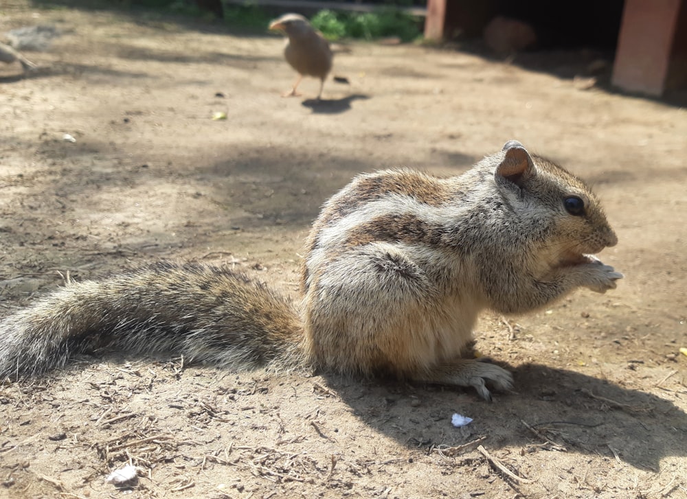 un pequeño roedor sentado en el suelo junto a un pájaro