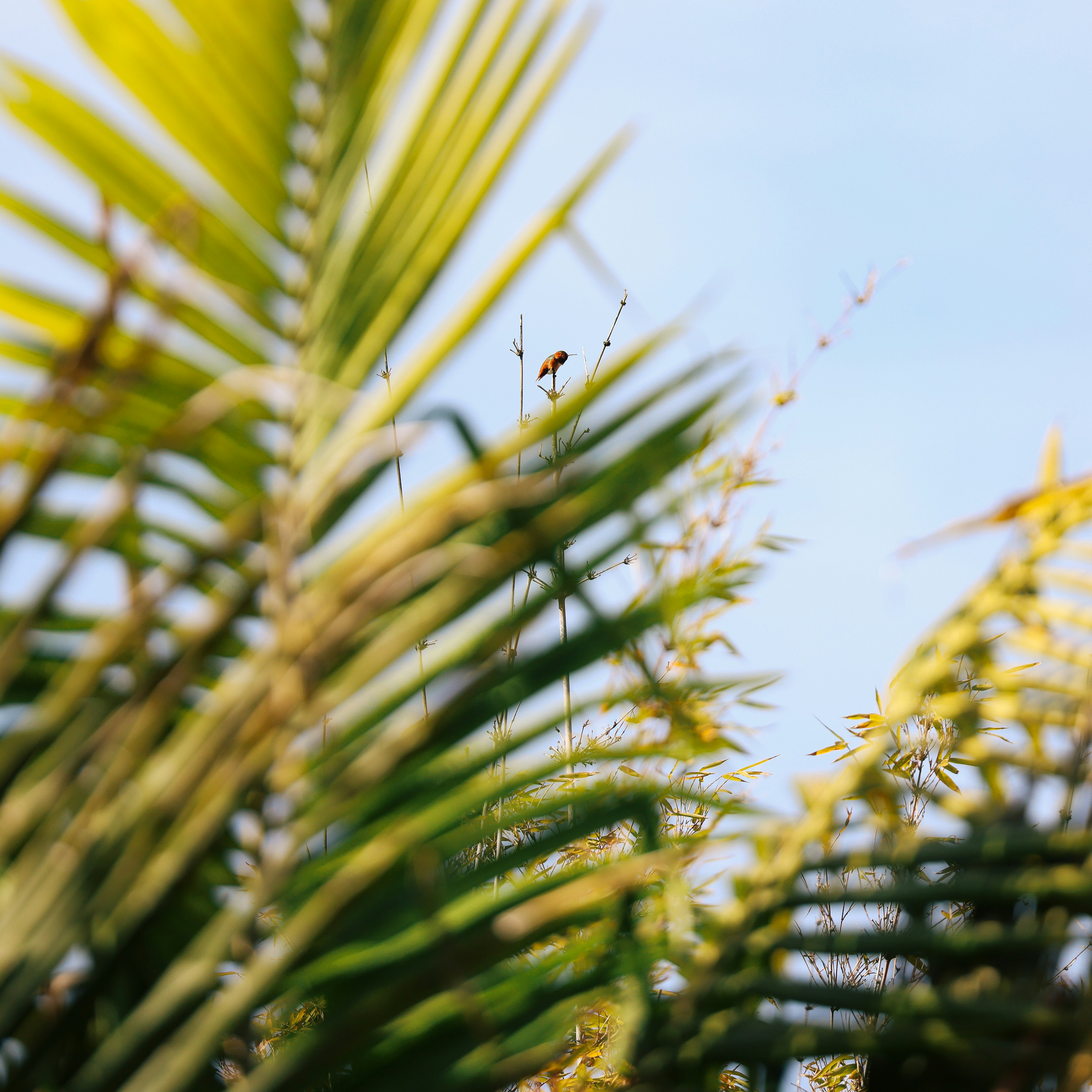 昭樹 - 我很感謝年底收到的種種喜訊，一是阿嬤的朋友、糖果店老闆要我年前一週去店裡打工，給太太們遞袋子。我最喜歡長輩讓我務工，可以透過純潔的金錢關係撈點油水經驗，順便建立信任和情感；二，預期延畢的狀況因新
