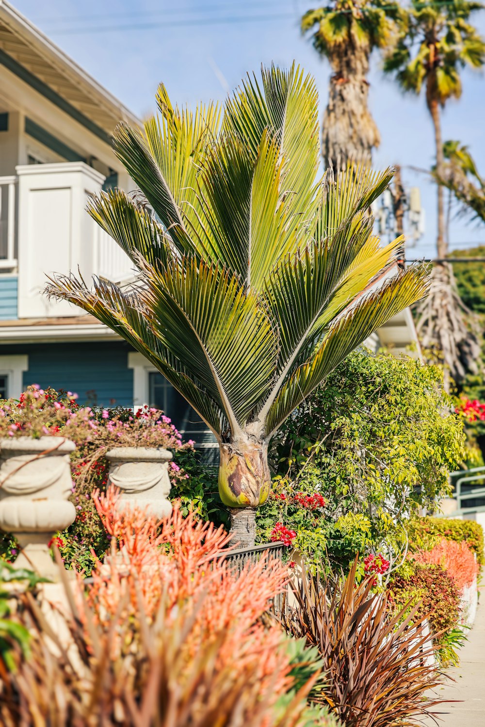 a palm tree in front of a house