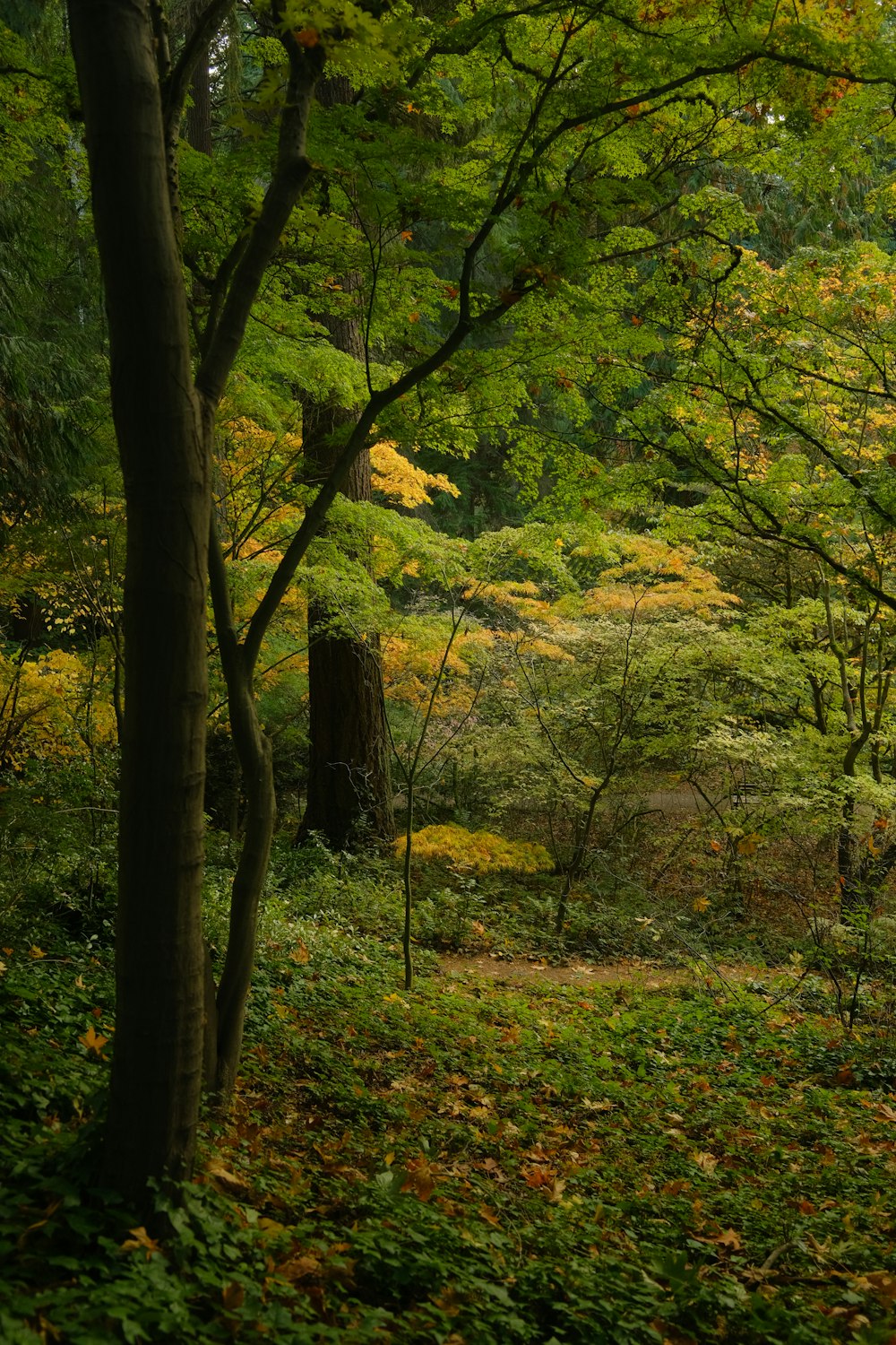 a lush green forest filled with lots of trees