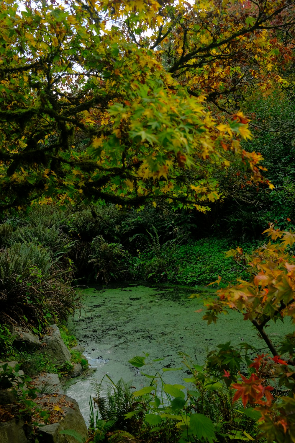 un pequeño arroyo que corre a través de un frondoso bosque verde